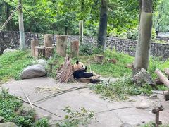 -都江堰中华大熊猫苑