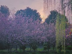 -上海共青森林公园