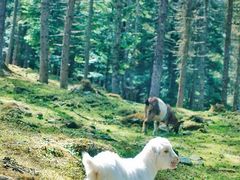 -硗碛藏寨·神木垒景区