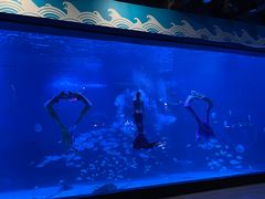 -烟台海昌鲸鲨海洋公园