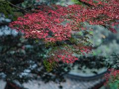-十八棵（老龙井）御茶园(老龙井店)