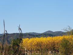 -天适樱花悠乐园