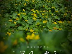 -南京古林公园