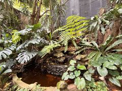 -Fern Forest Cafe