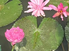 -深圳仙湖植物园