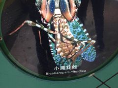 -上海昆虫博物馆