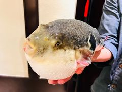 特色河豚鱼-大唐名家·息壤店