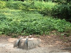 -北陵公园