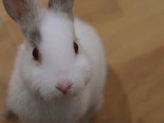 -猫猫幼稚园·撸猫·桌游·电玩