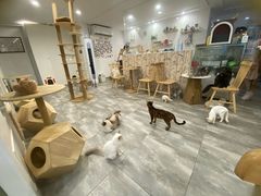 -楼上猫咖(罗湖店)