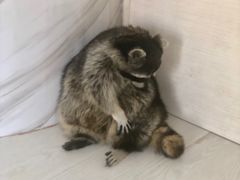 -浣熊柯尔鸭土拨鼠·电玩咖