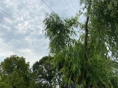 -三林塘老街