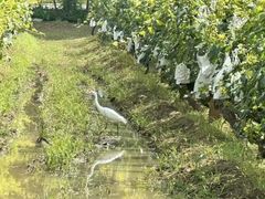 -北京张裕爱斐堡酒庄