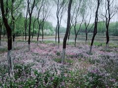 -东郊湿地公园