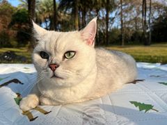-瑞鹏宠物医院·骨科·猫科·内科(第一中心)