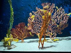 -珠海长隆海洋王国