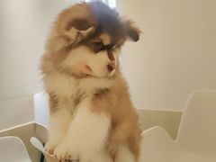 -Let's go狗咖·猫咖·奶狗·桌游(春熙路IFS店)