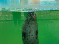 -北戴河圣蓝海洋公园