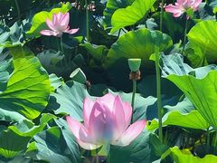 -羊亭河湿地公园