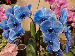 -双季花艺园艺市场(浦东店)