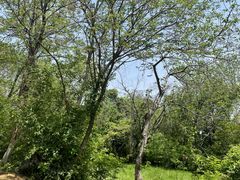 -盘龙城国家考古遗址公园