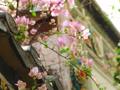 -深圳国际园林花卉博览园