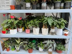 -循礼门鲜花花市(武汉循礼门店)