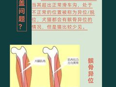 -瑞派申生动物医院·24H夜诊·国际动物医疗中心·骨外科(吴中路店)