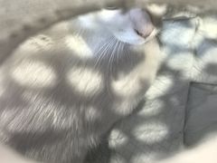 -爱侣·安琦尔宠物医院·中兽医针灸·心内科·狂犬免疫点(宝山区院)