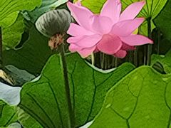 -莲池书院博物馆