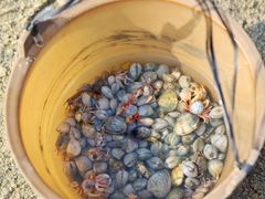 -红树林天天赶海