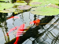 -北京植物园-展览温室