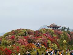 -贵州百里杜鹃风景名胜区