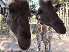 -清迈夜间动物园