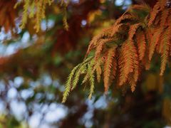 -贡湖湾湿地公园