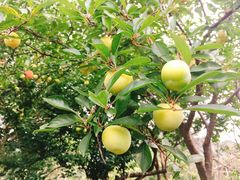 -西山樟坞健康果园枇杷杨梅采摘