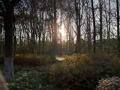 -昆山城市生态森林公园