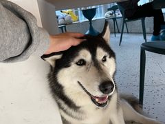 -Husky Go!哈士奇体验馆·宠物咖啡厅狗咖