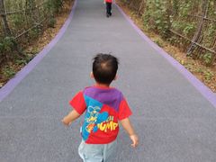 -大塘金香草谷