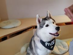 -Husky Go! 哈士奇体验馆·宠物咖啡厅狗咖
