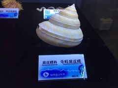 -贝壳梦幻世界