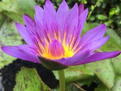 -芒果糯米饭摊子