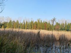 -溱湖国家湿地公园