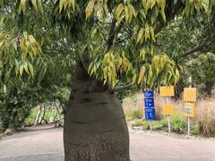 -墨尔本皇家植物园