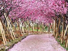 -天适樱花悠乐园