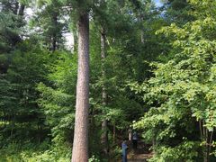 -五营红松林海景区