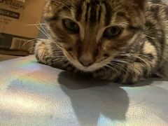 -Cappucimeow猫咪咖啡馆(韦伯时代店)