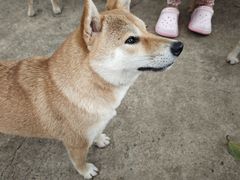 -柴犬高等学院·狗咖·柴犬售卖·宠物训练