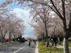 鉴真路樱花大道-扬州香格里拉·香宫中餐厅