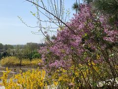 -大兴滨河森林公园